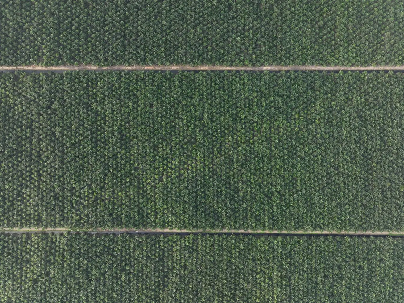 Area perkebunan kelapa sawit Hasnur Agri.