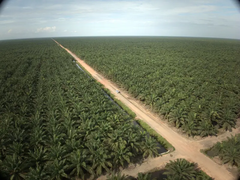 Perkebunan Hasnur Agri